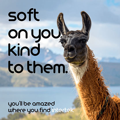 An alpaca out in the field