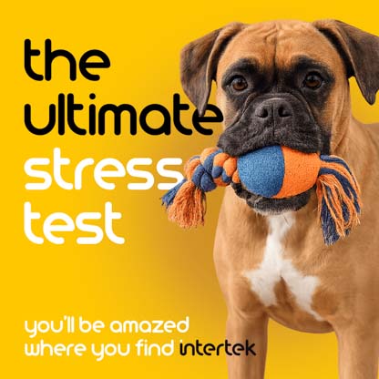 A dog holding a chew toy in its mouth